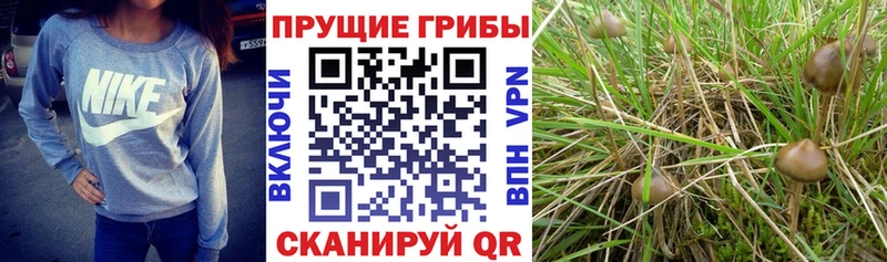 Галлюциногенные грибы Psilocybe  где купить наркотик  OMG ссылка  Кыштым 